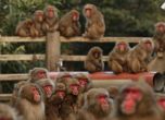 Дронове ще пазят от маймуни реколтата в Япония