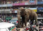 Слон разруши над 100 къщи в индийски град (видео)