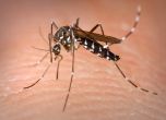 Бразилия бори Зика с безплодни мъжки комари