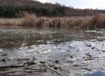 Мъртва риба изплува край Ямбол