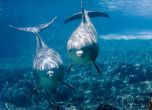 Русия купува пет млади бойни делфина
