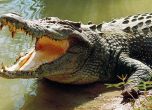 Крокодил разкъса руски турист в Индонезия