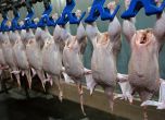 Московчанин открадна камион с 15 000 кокошки