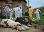 Ваксинират 150 000 говеда срещу нодуларен дерматит