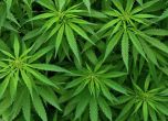 Скопие пуска медицинска марихуана в аптеките до дни