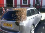 Пчели преследват кола два дни, за да спасят царицата си (видео)