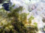 Учени потвърдиха: коралите умират