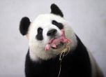 Бебе панда се роди в белгийски зоопарк (видео)