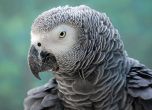 Говорящ папагал може да свидетелства за убийство в САЩ