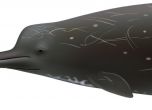 Учени потвърдиха наличието на нов вид китове