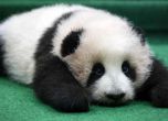 Бебета панди се родиха във Виена (видео)