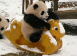 Пандата вече не е застрашено животно
