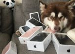 Син на китайски милиардер купи 8 от новите Iphone-и за кучето си