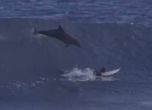 Делфин връхлетя върху сърфист в Австралия (видео)