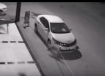 Глутница кучета потроши кола в Турция (видео)