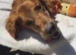 Десетки дариха пари за лечението на болно от рак куче в САЩ