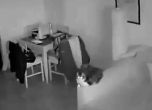 Котка посрещна невъзмутимо труса в Италия (видео)