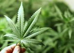 Британски депутати искат легализиране на марихуаната