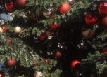Коледната елха на София вече пред НДК, палят светлините на 1 декември