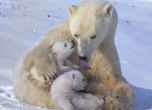 Броят на полярните мечки може да спадне с една трета, алармират учени