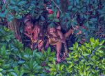 Фотограф засне едно от последните диви племена в джунглата на Амазонка (снимки)