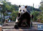 Пан Пан - най-възрастната мъжка панда, почина на 31 години