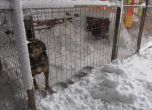 Общината за кучетата под 2 метра сняг: Всичко е нормално