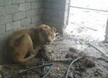 Умиращи от глад животни в Ирак разплакаха целия свят