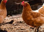 Русия забрани вноса на продукти от домашни птици от ЕС