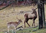 Благородни елени намериха нов дом в Източните Родопи