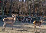 Още седем благородни елена на свобода в Източните Родопи