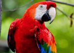 Мъртъв папагал "принудил" състезател по крикет да кара пиян