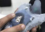 Хванаха гълъб наркотрафикант в Кувейт