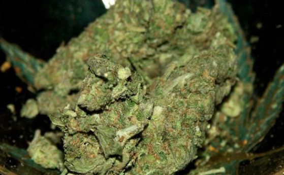 Полицейски служители са открили нелегална оранжерия за производство на марихуана