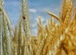 България очаква най-добрата пшенична реколта от десетилетия