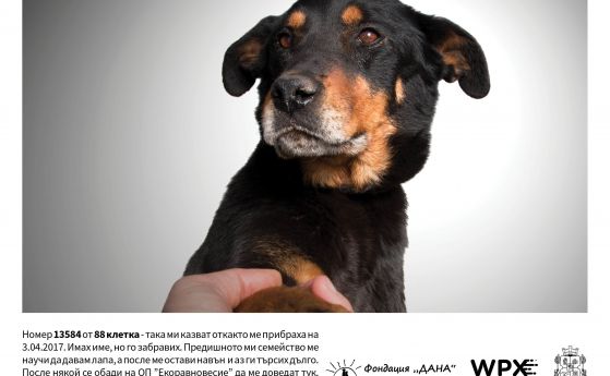 28 от кучетата стопанисвани от Общинско предприятие Екоравновесие показва фотоизложбата
