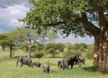Спасителна акция мести 500 слона в резерват в Африка (видео)