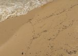 Мазутът от плажовете край Несебър е изчистен