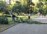 Клон падна върху майка в Борисовата градина
