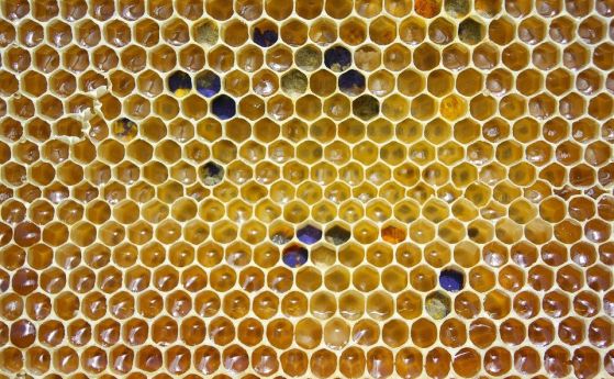 Измирането на пчелите у нас стигна 60 и дори 100
