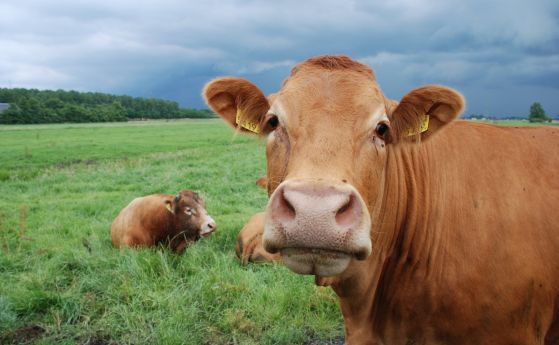 Ямболски фермери се оплакаха че кравите им са се отровили