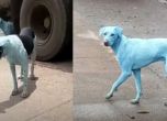 Защо уличните кучета в Мумбай са сини (видео)