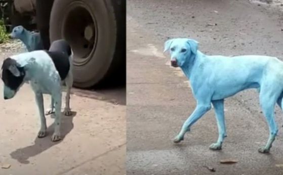 Уличните кучета в една от индустриалните зони на Мумбай посиняха