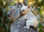 Рядкост: В Австралия се роди бяла коала