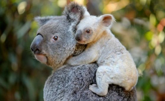 В австралийската зоологическа градина в Куинсланд се роди бяла коала