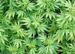 Не, не легализират отглеждането на марихуана