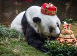Издъхна най-възрастната голяма панда, символ на първите Азиатски игри
