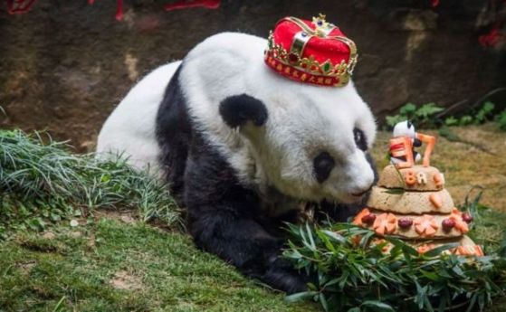 Най старата голяма панда в света почина в югоизточния китайски град Фуджоу