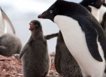 Цяла колония от пингвинчета умря от глад, оцеляха две