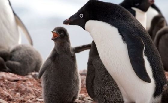Само две пингвинчета на Адели са оцелели а около 40 000